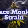 space-monkey-strain-why-its-becoming-a-favorite-among-d-c-tokers