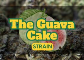 The Guava Cake Strain