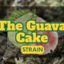 why-the-guava-cake-strain-has-become-so-popular