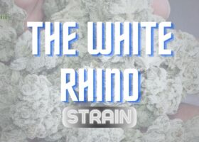 The White Rhino Strain