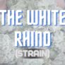 read-this-before-you-try-the-white-rhino-strain