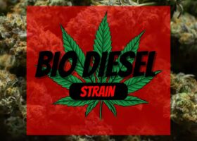 Bio Diesel Strain Review and information