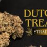 dutch-treat-strain-an-indica-dominant-strain