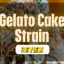 gelato-cake-strain-review