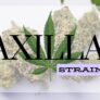 get-some-fuel-with-axilla-strain