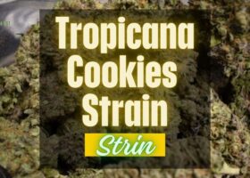 Tropicana Cookies Strain