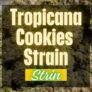 heres-why-you-need-to-try-the-tropicana-cookies-strain