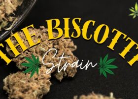 The Biscotti Strain