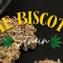 how-good-is-the-biscotti-strain