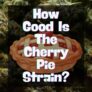 how-good-is-the-cherry-pie-strain