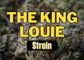 The King Louie Strain