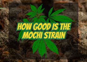 The Mochi Strain