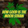 how-good-is-the-mochi-strain