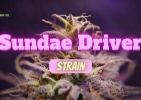 Sundae Driver Strain