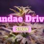 how-good-is-the-sundae-driver-strain