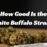 how-good-is-the-white-buffalo-strain