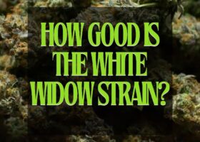 White Widow Strain