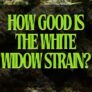 how-good-is-the-white-widow-strain