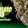 is-gelato-33-the-best-gelato-strain