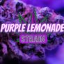 sip-on-the-purple-lemonade-strain-weed-review