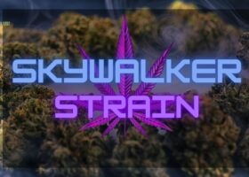 Skywalker Strain Review