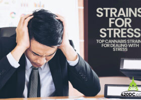 Top Cannabis Strains for Dealing with Stress