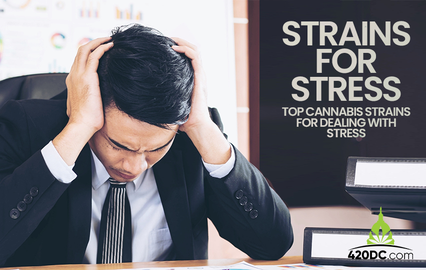 Top Cannabis Strains for Dealing with Stress