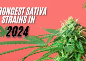 Strongest Sativa Strains in 2024