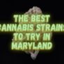 the-best-cannabis-strains-to-try-in-maryland