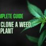 a-complete-guide-how-to-clone-a-weed-plant