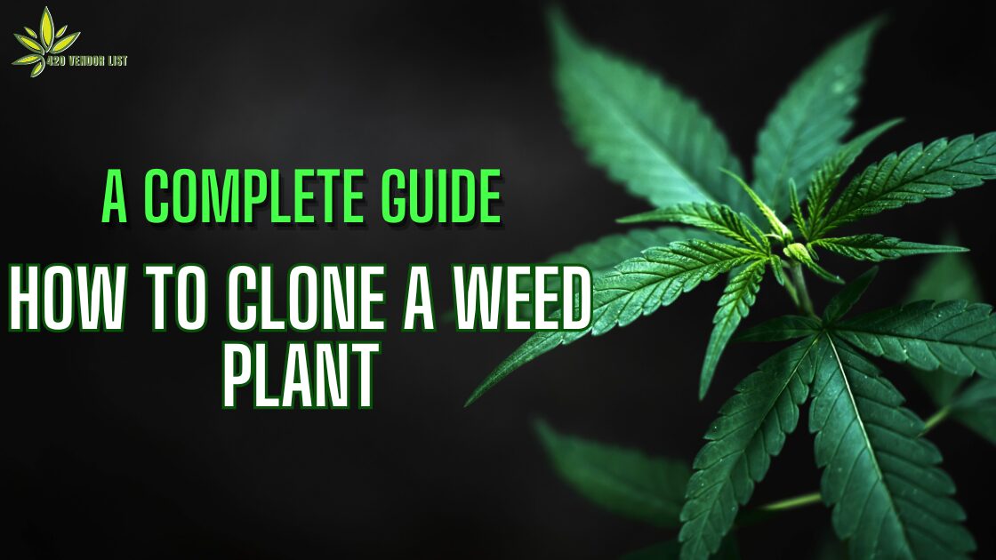 A Complete Guide: How To Clone A Weed Plant