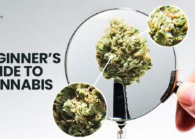 Cannabis Guide For Beginner's