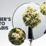 beginners-guide-to-cannabis