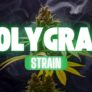 how-good-is-the-holy-grail-strain