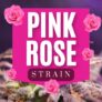 is-pink-rose-strain-good-for-relaxation