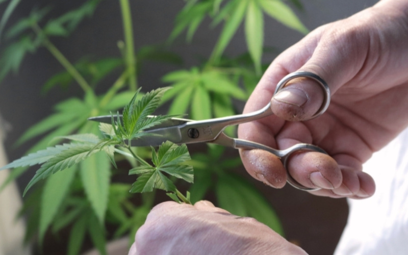 How To Clone A Weed Plant