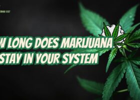 How Long Does Marijuana Stay in Your System