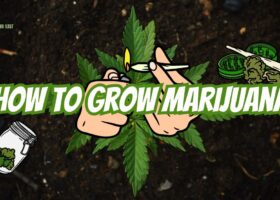 How to Grow Marijuana - Guide