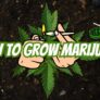 how-to-grow-marijuana