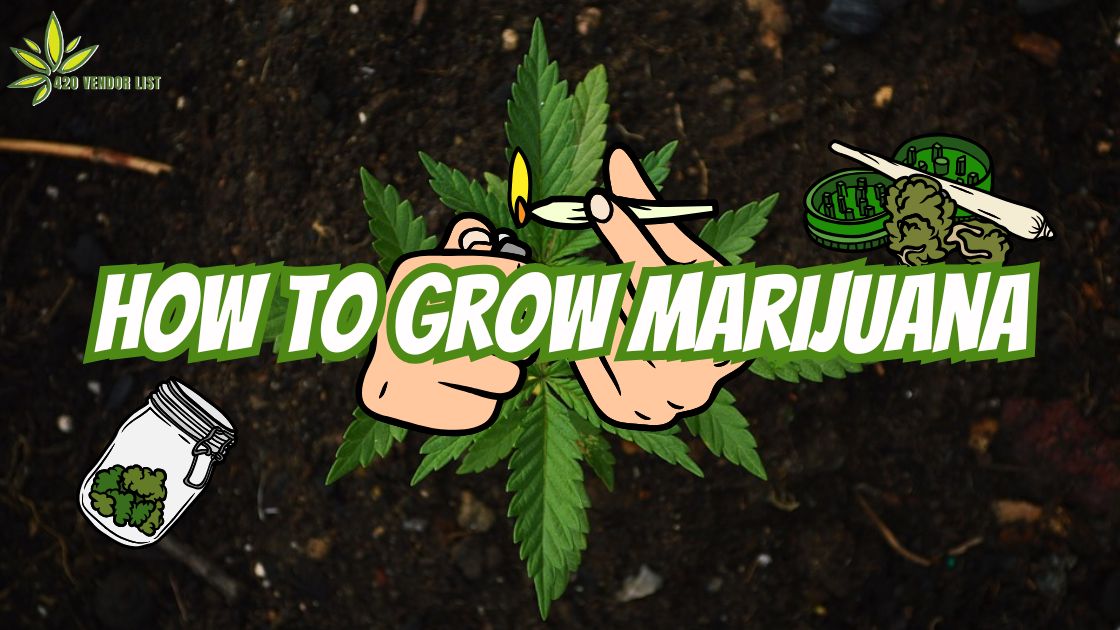 How to Grow Marijuana - Guide