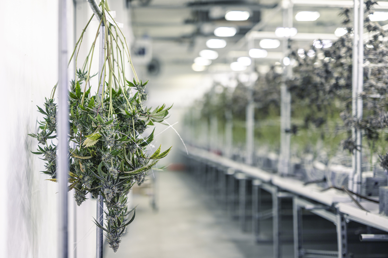 Marijuana Plant Branches with Buds Hanging for Harvest