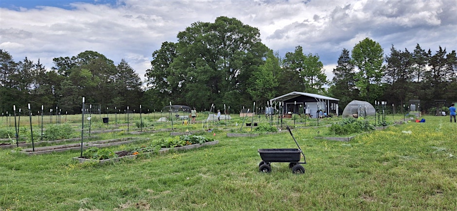 Vegetable Garden Guardians: Pest, Disease & Weed Walk