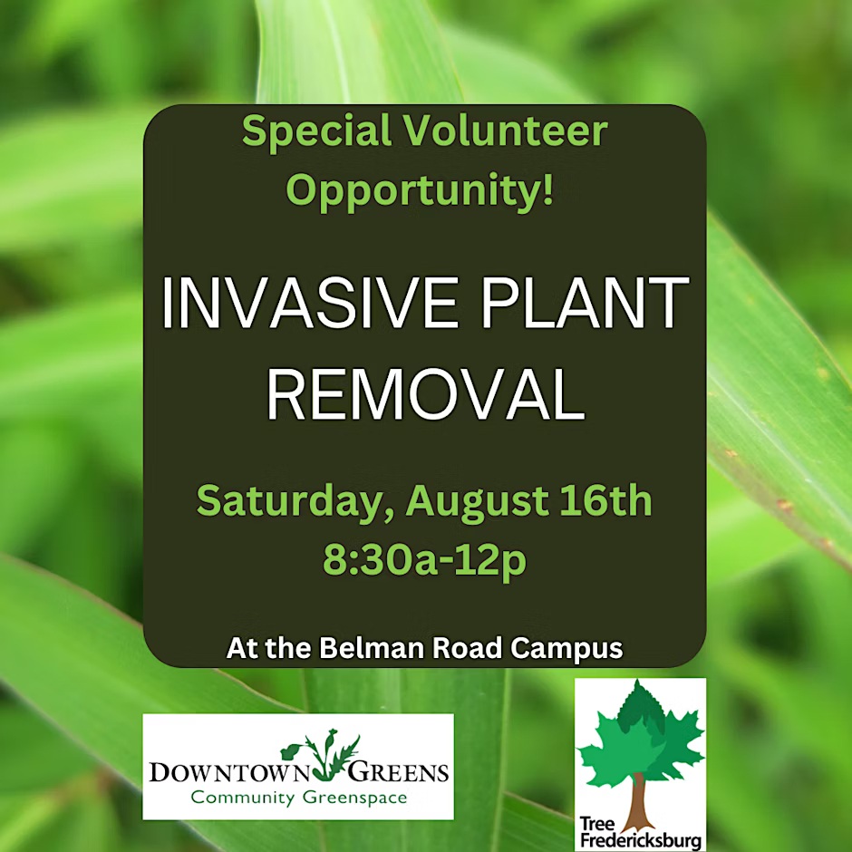 Invasive Plant Removal – Special Weed Whackathon Project: Pt. 2